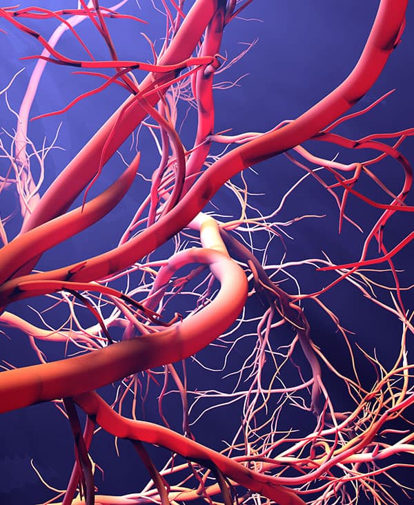 Blutgefäße Naturheilpraxis Bachstrasse - Tanja Heinrich und Karsten Blankenagel - 58769 Nachrodt-Wiblingwerde - Magnesium-Sauerstoff-Therapie